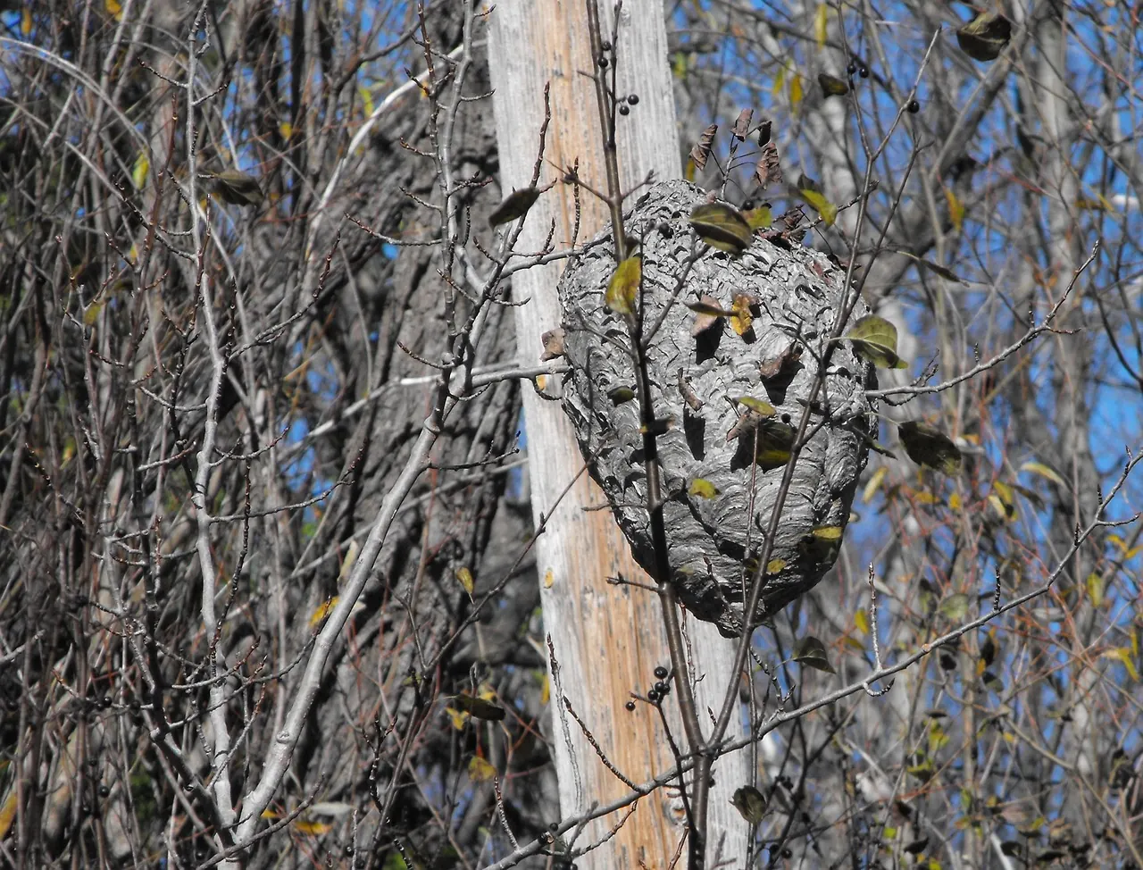 Stock photo: wasp nest branch