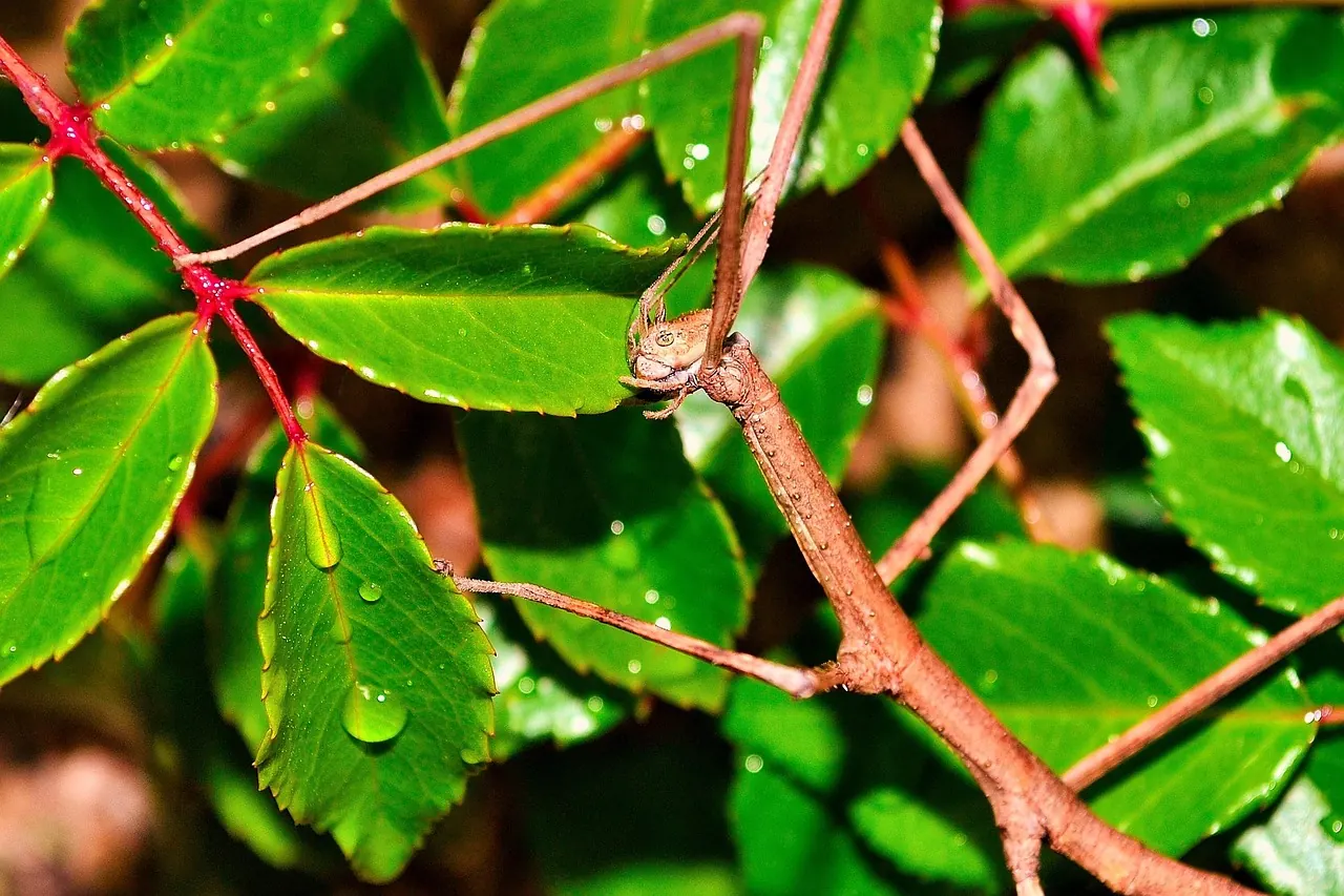 Stock photo: stick insect branch