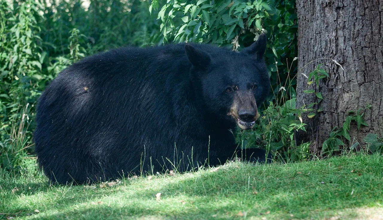 Stock photo: an American black bear