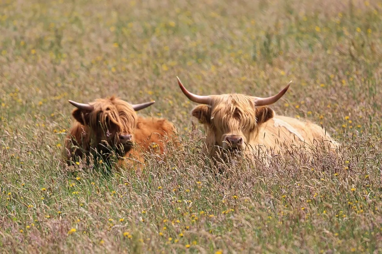 Stock photo: A cattle rancher standing in a pasture