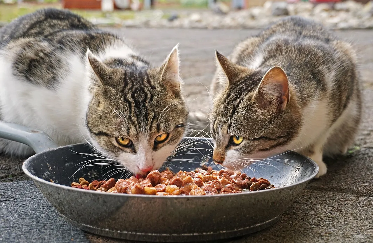 Stock photo: cat eating from a pet food bowl