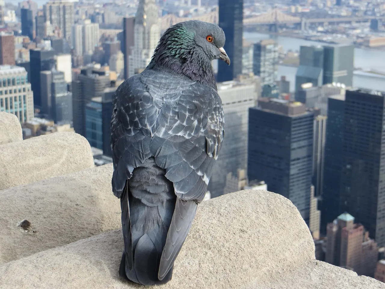 Stock photo: pigeons perched on a city rooftop