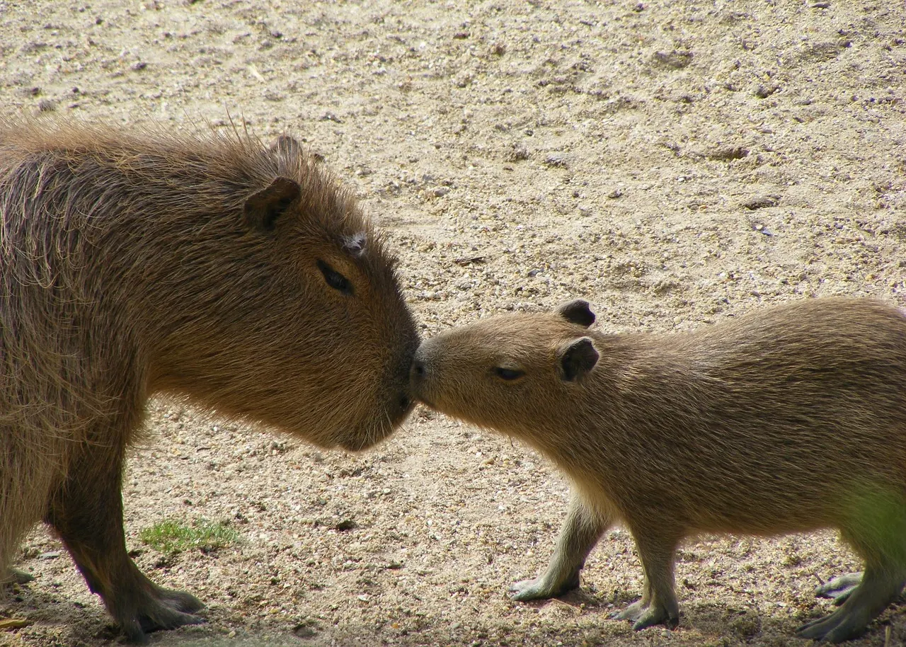 Stock photo: Group of baby capybaras sitting on road