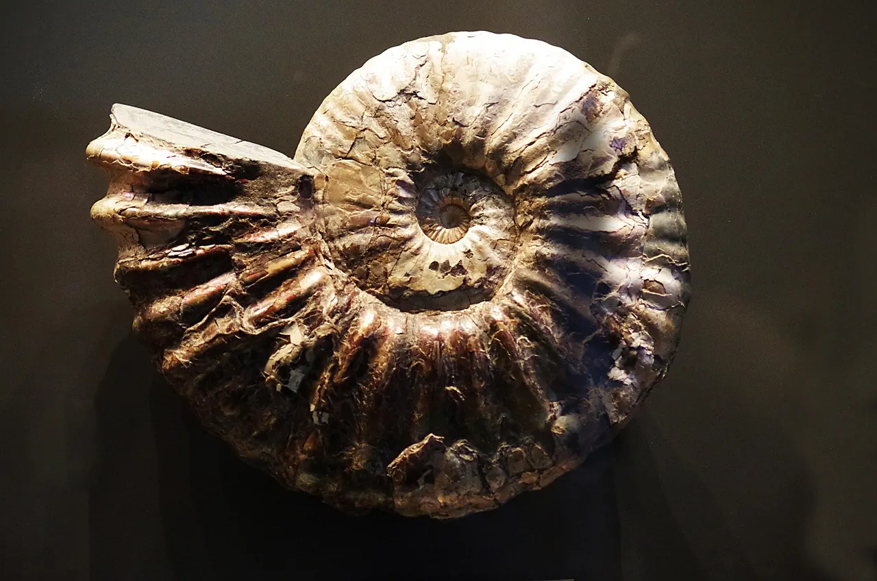 Stock photo: ancient predator fossil inside museum drawer