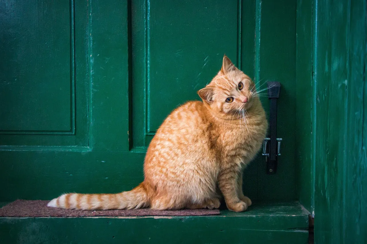 Stock photo: ringing a doorbell at front entrance