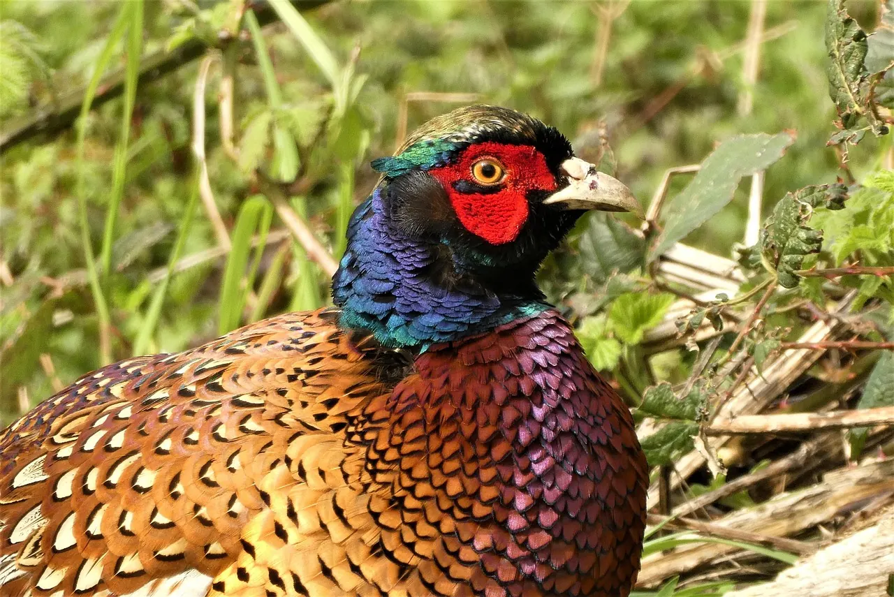 Foto de archivo: faisán silvestre en el bosque