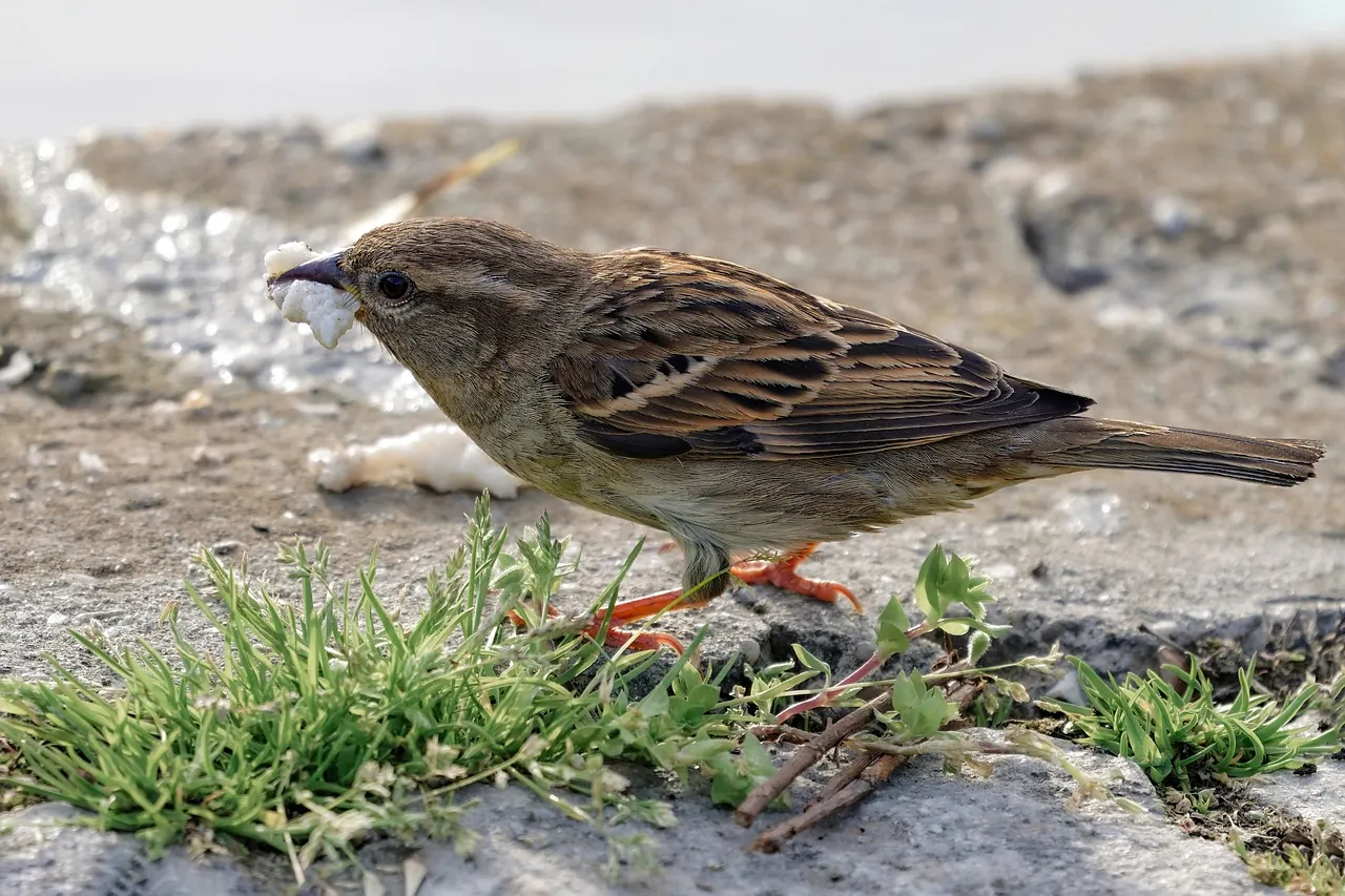 Foto de archivo: gorriones comiendo migas de pan en la acera