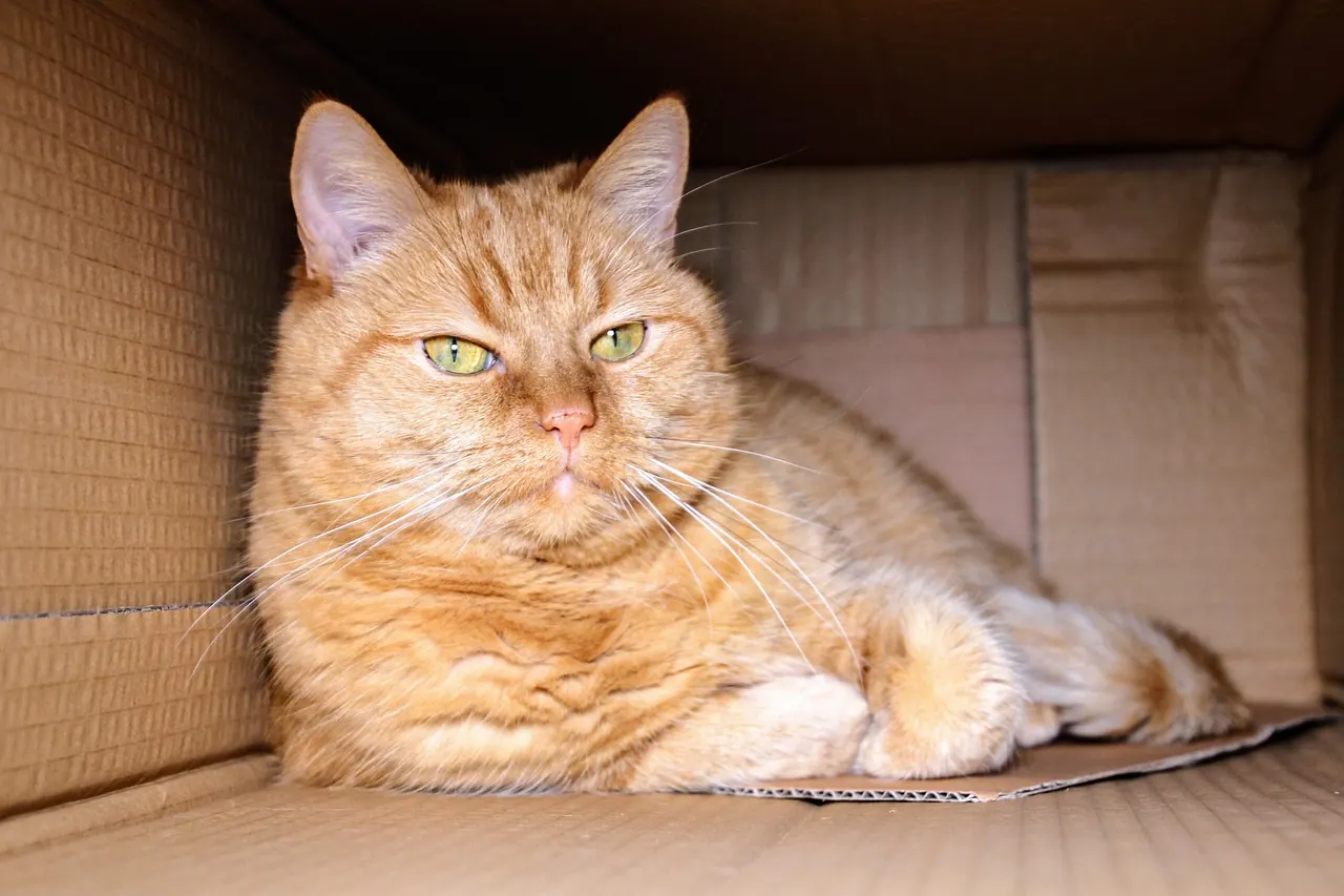 Foto de archivo: un gato sentado dentro de una caja