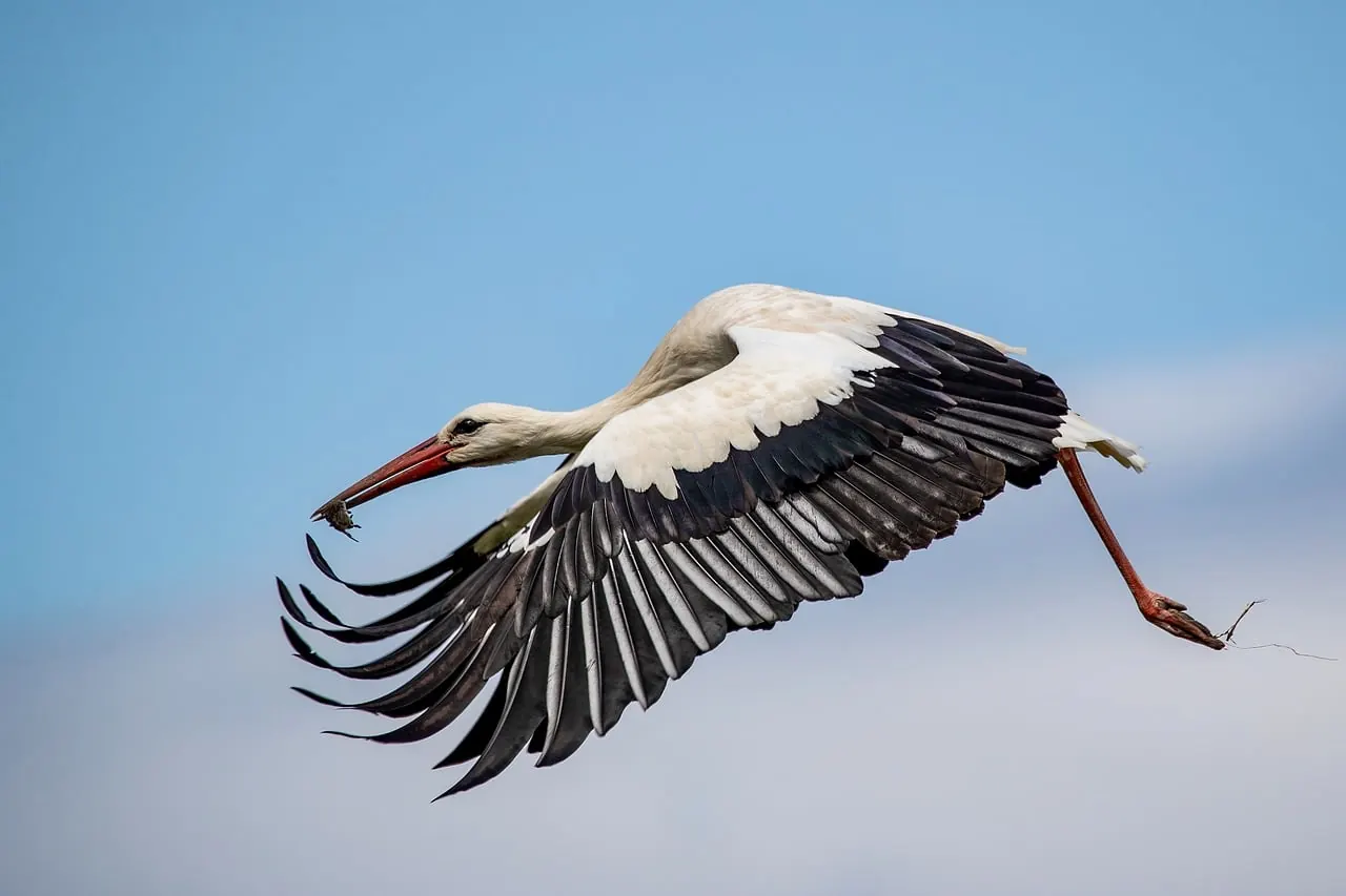 Foto de archivo: cigüeña blanca volando en el cielo