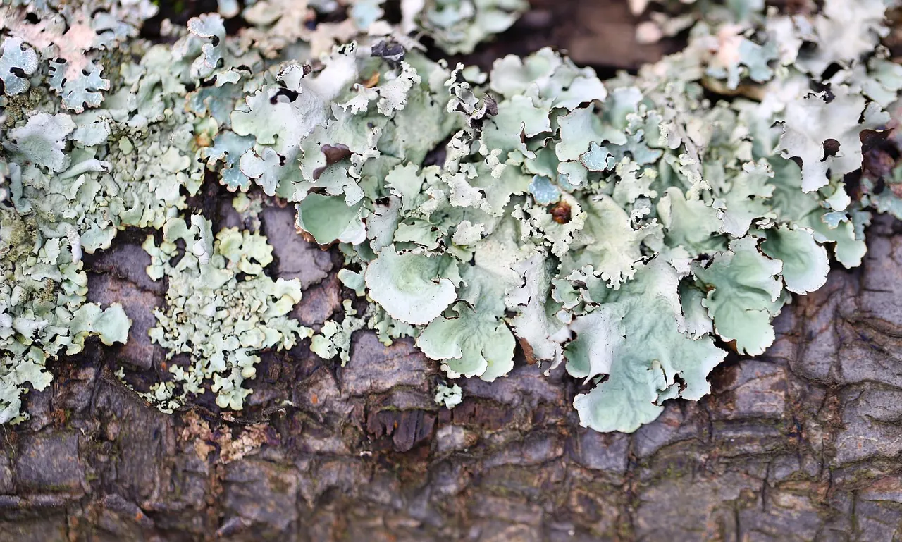 Foto de archivo: algas verdes