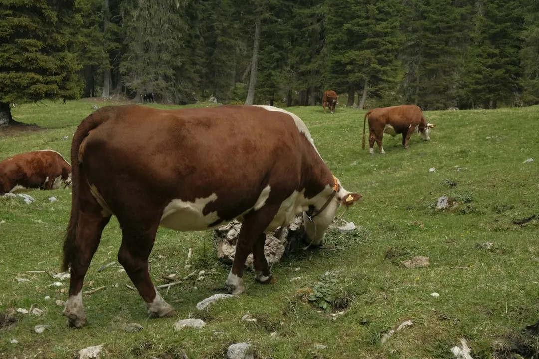 Foto de archivo: vaca pastando en un prado verde