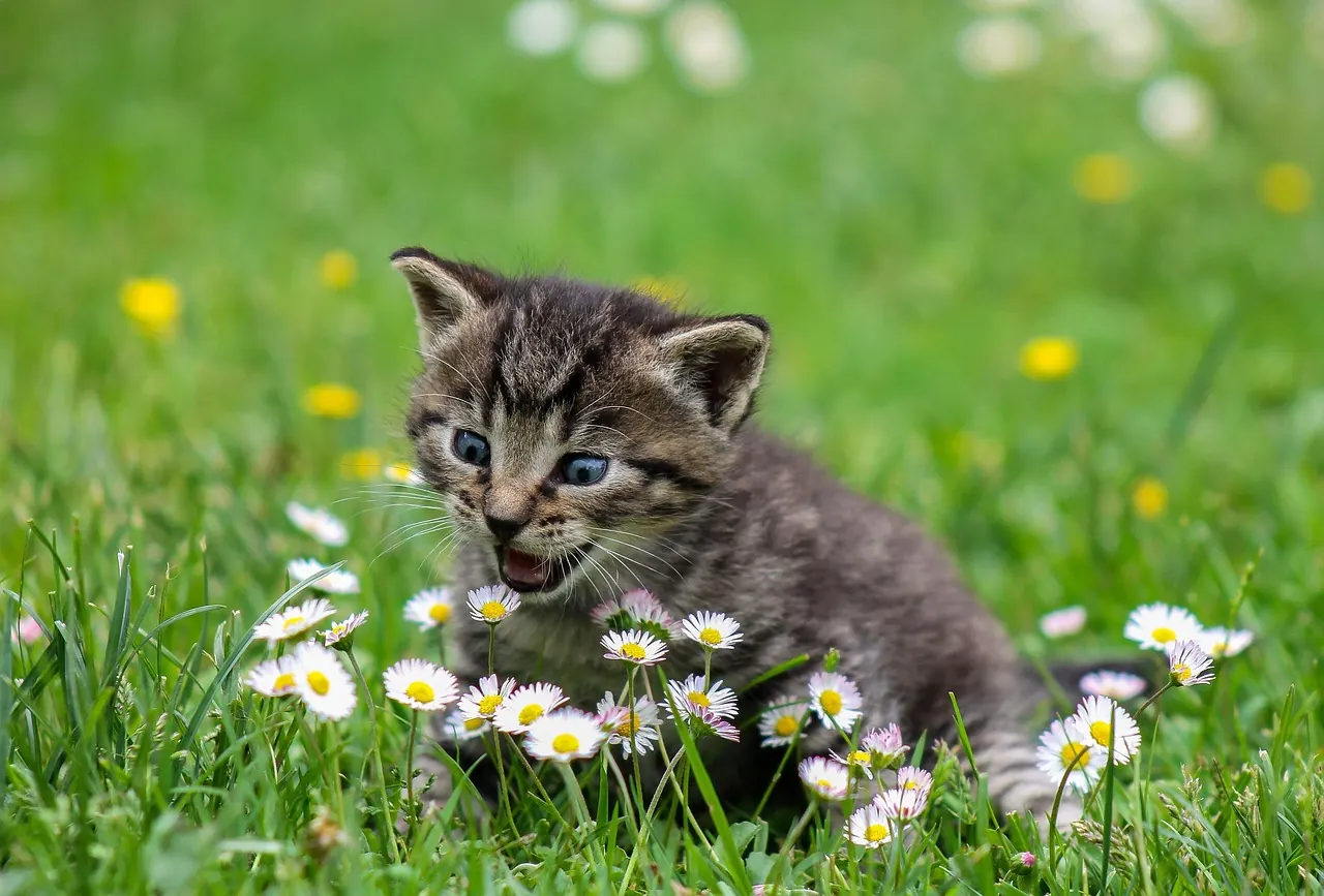 Foto de archivo: curious cat