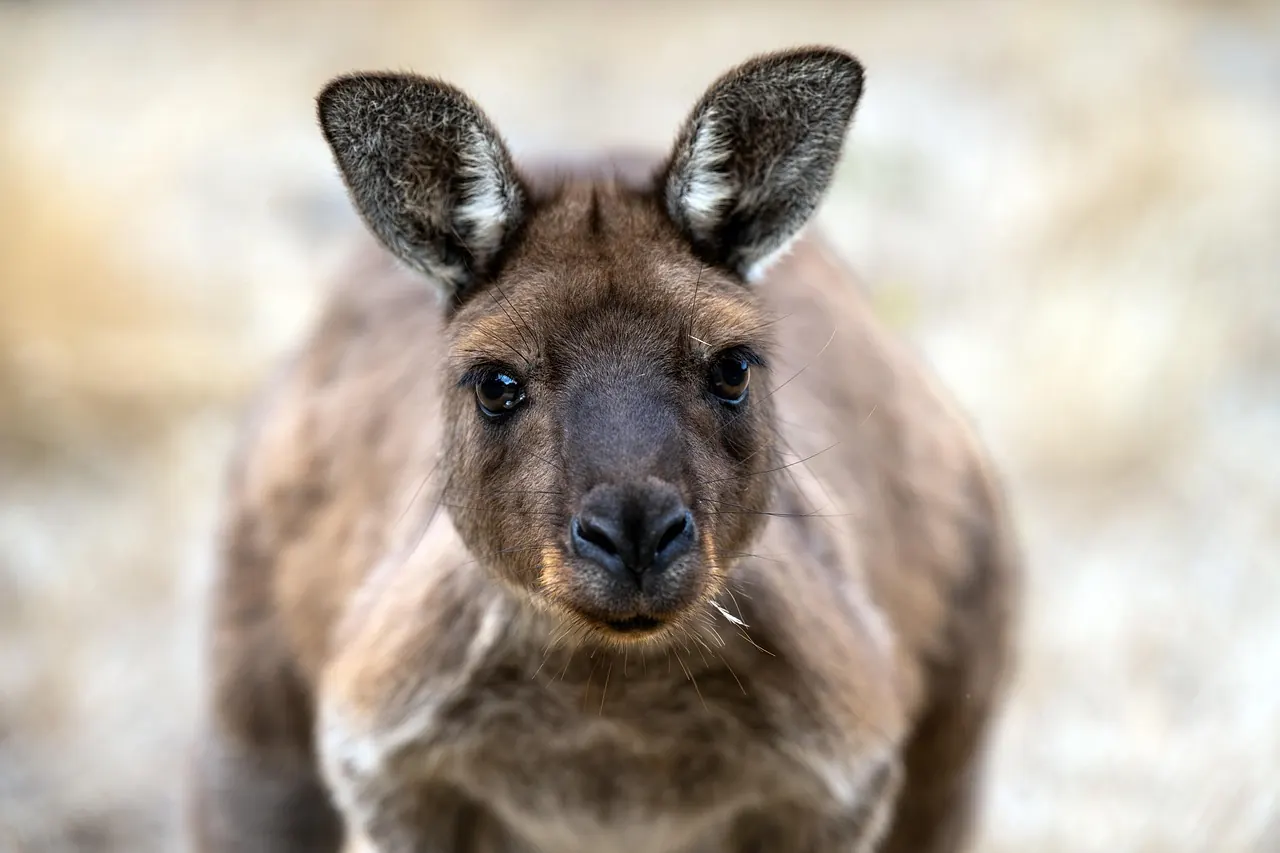 Stock photo: kangaroo suburban street