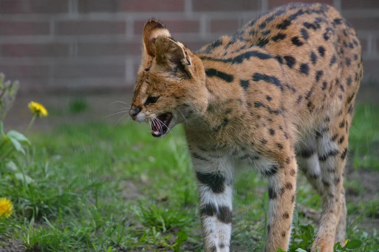 Stock photo: serval wildcat outdoor