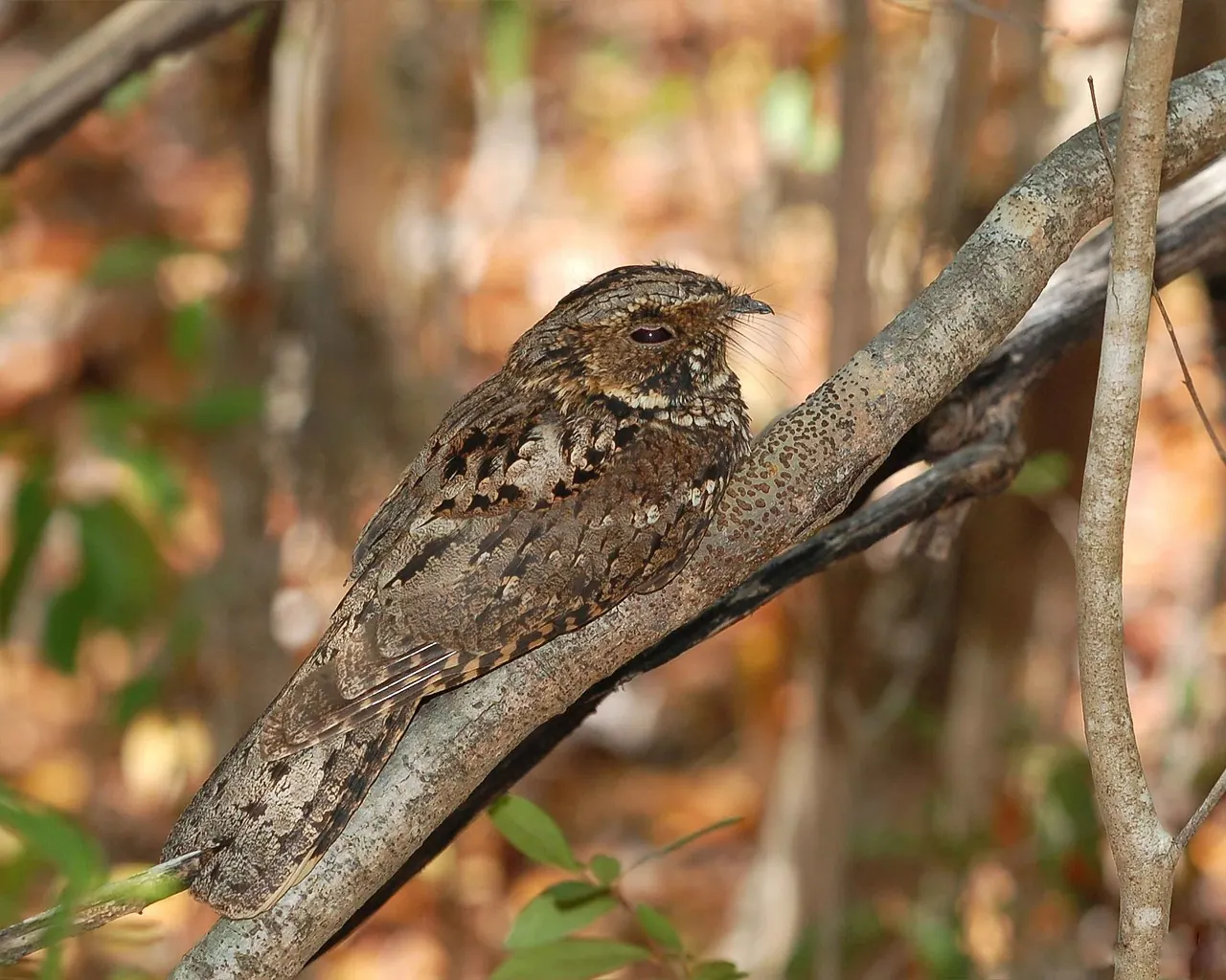 Stock photo: A nightjar bird perched on a branch