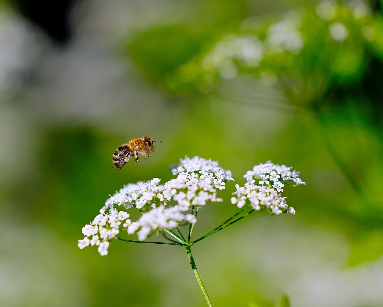 Stock photo: Honeybee resting on a garden flower