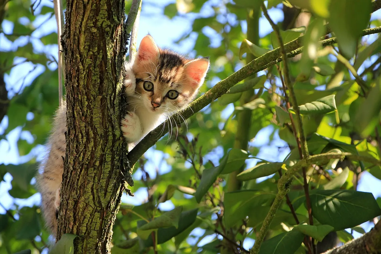 Stock photo: curious cat