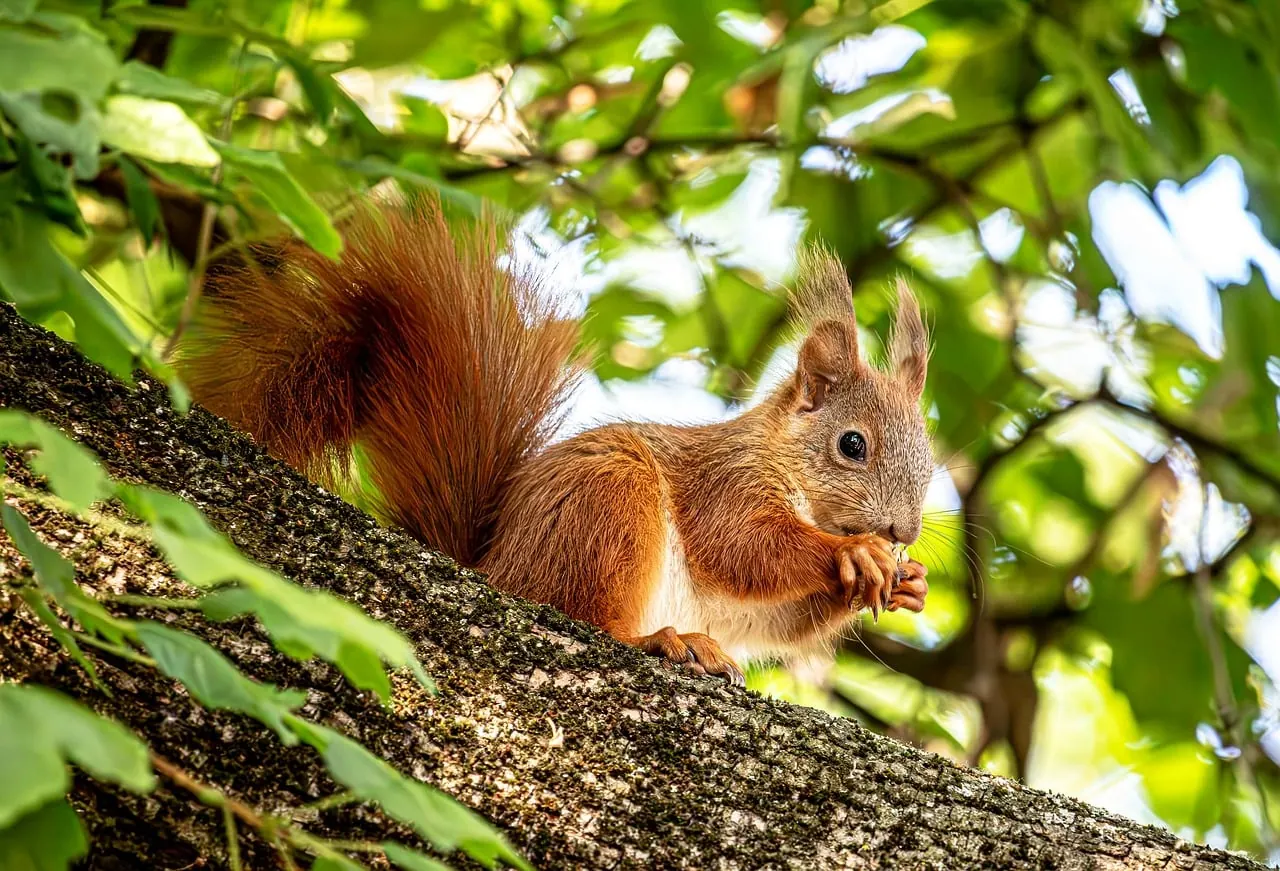 Stock photo: A squirrel holding an acorn outdoors