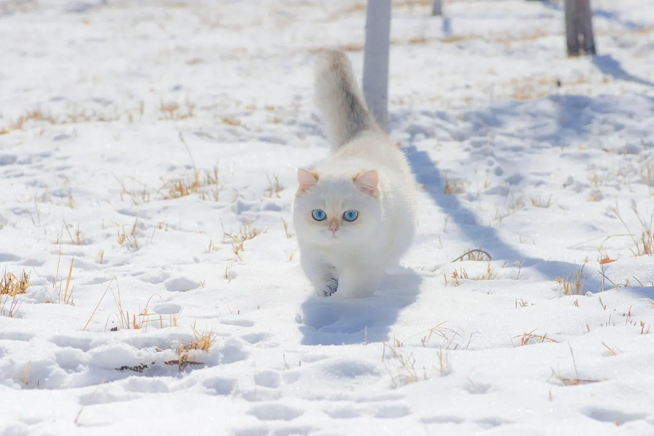 Stock photo: curious cat