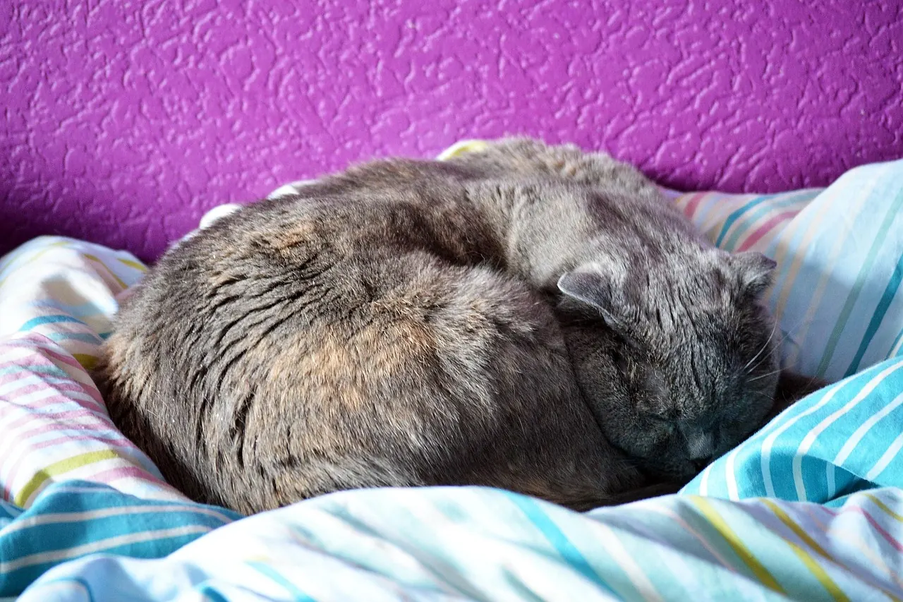 Stock photo: a large fat cat napping on the floor