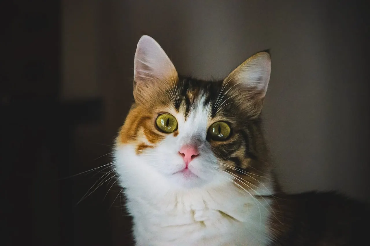 Stock photo: curious cat