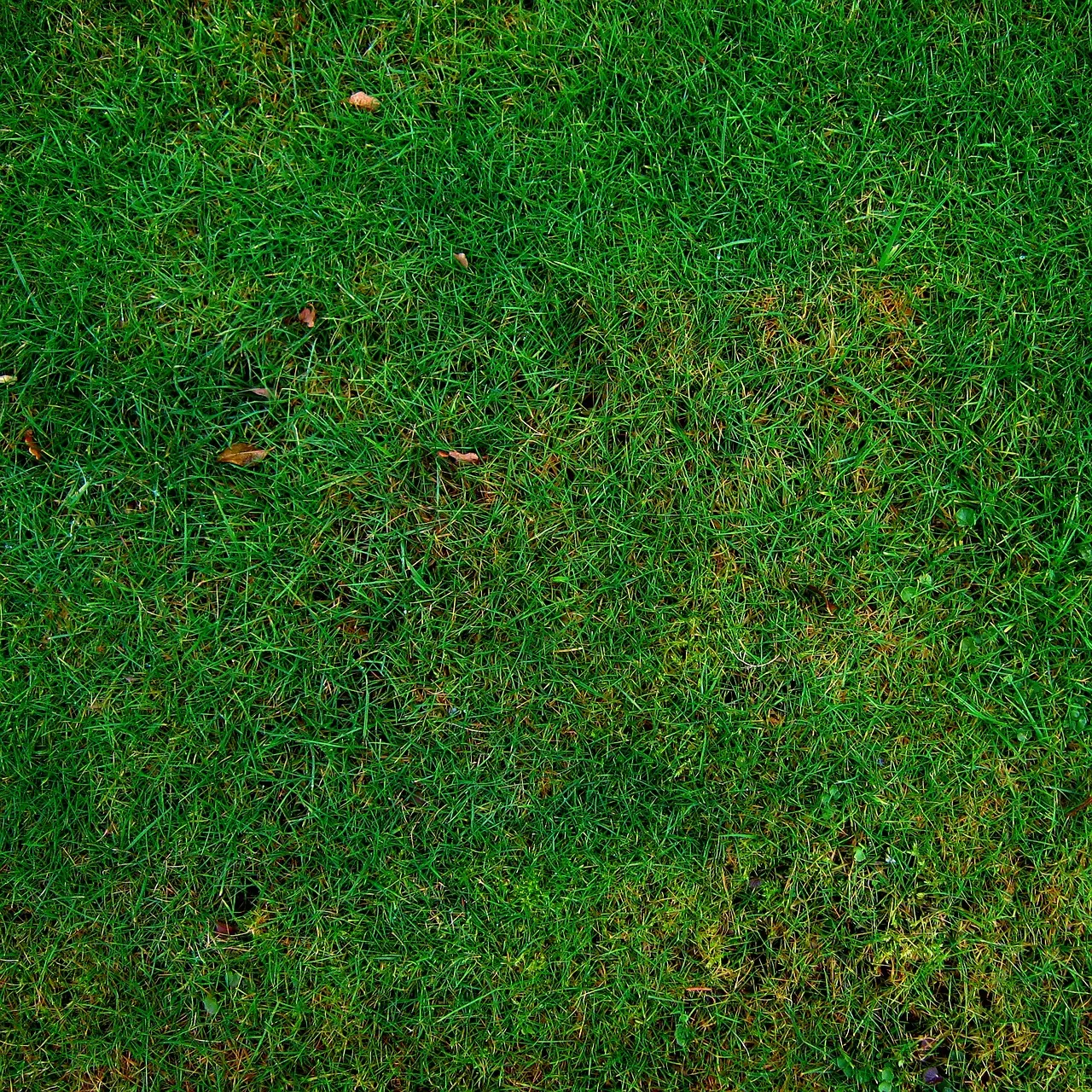 Stock photo: overgrown backyard lawn with wild weeds