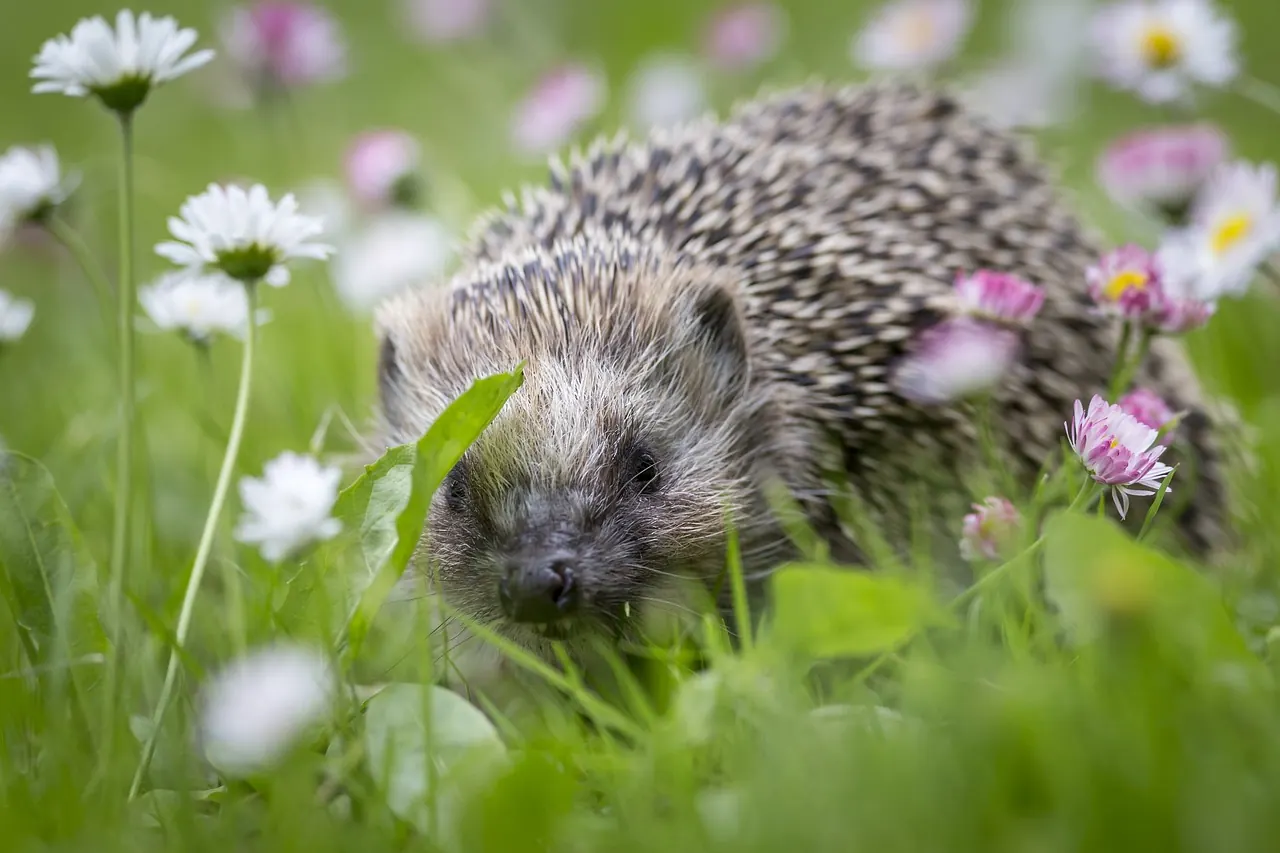 Stock photo: A small hedgehog sitting in green grass