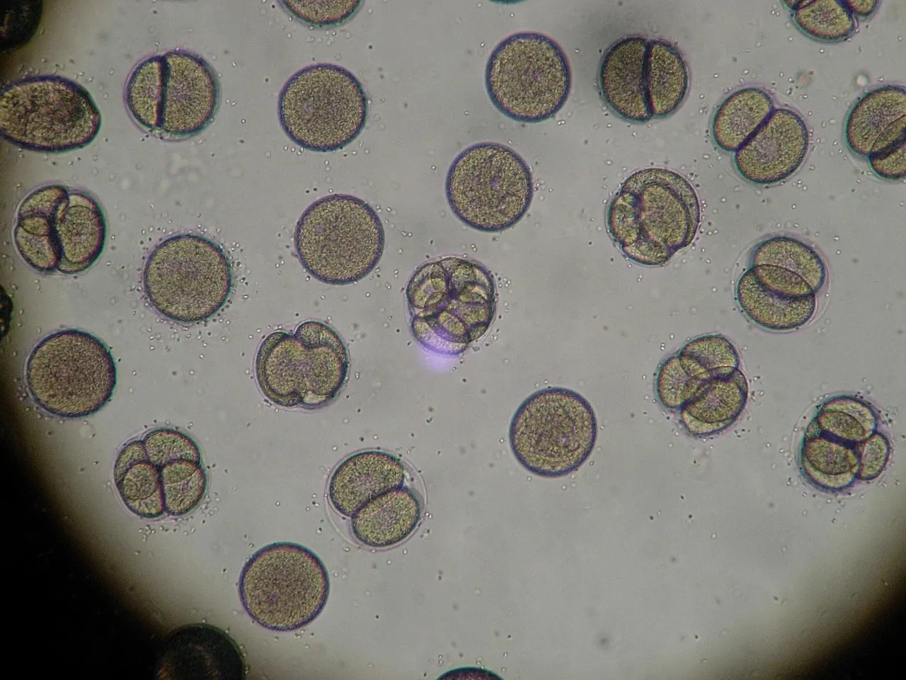 Stock photo: Microscopic cells viewed through laboratory microscope