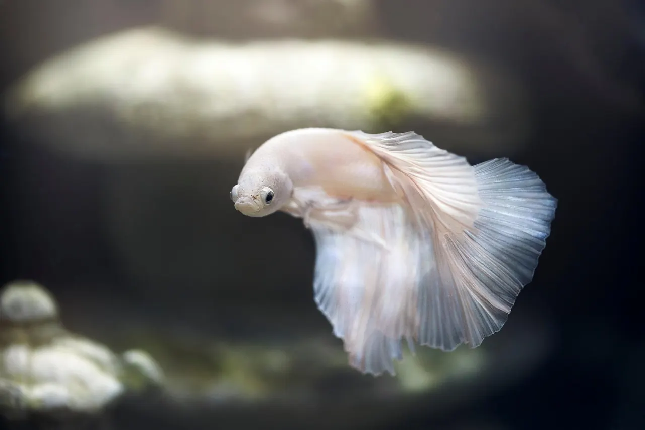 Stock photo: fish swimming calmly in an aquarium tank