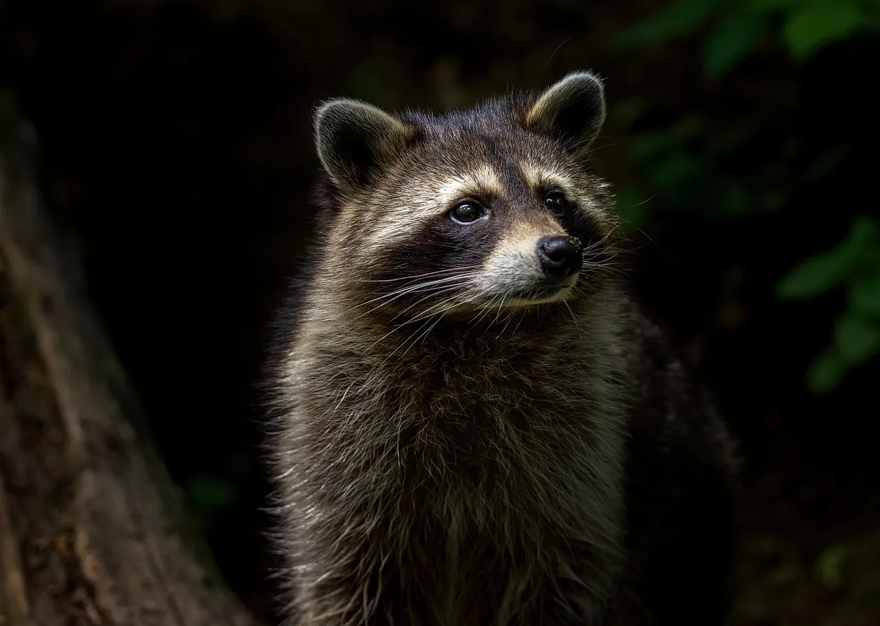 Stock photo: raccoon