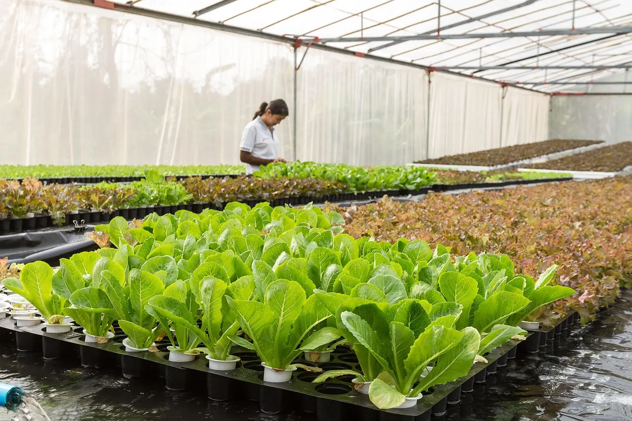 Fotografie de arhivă: plante de salată într-o seră interioară