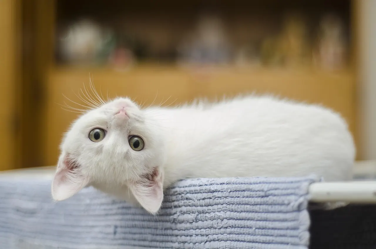 Fotografie de arhivă: curious cat