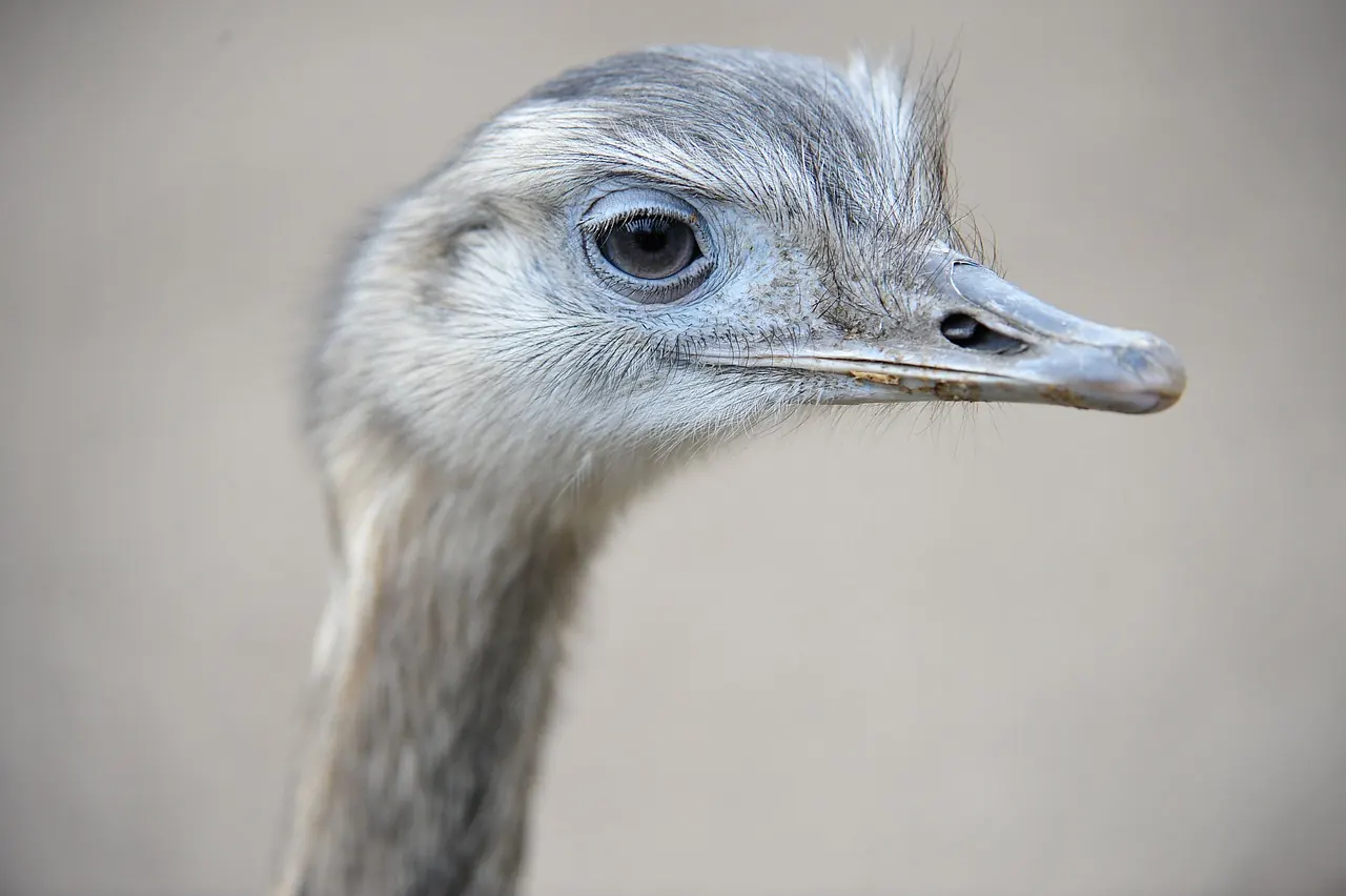 Stock photo: emu close up