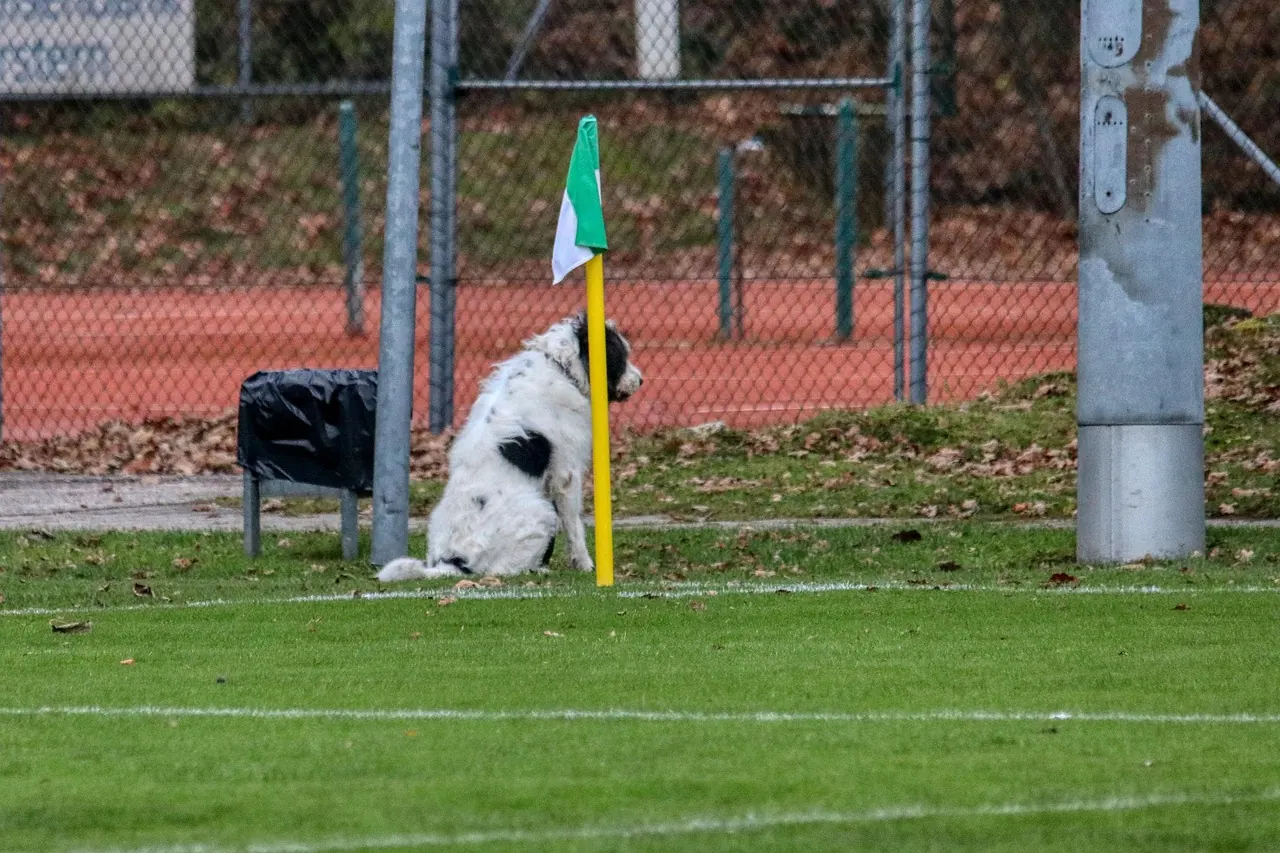 Stock photo: dog soccer pitch