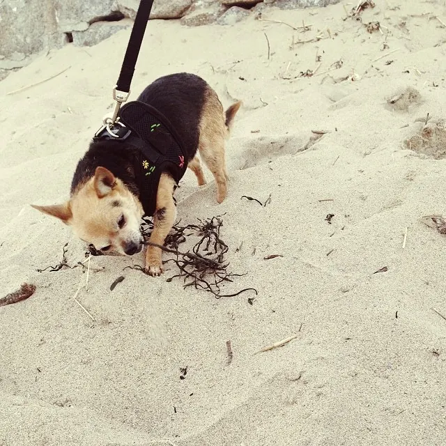 Stock photo: dog sniffing rocks on a beach