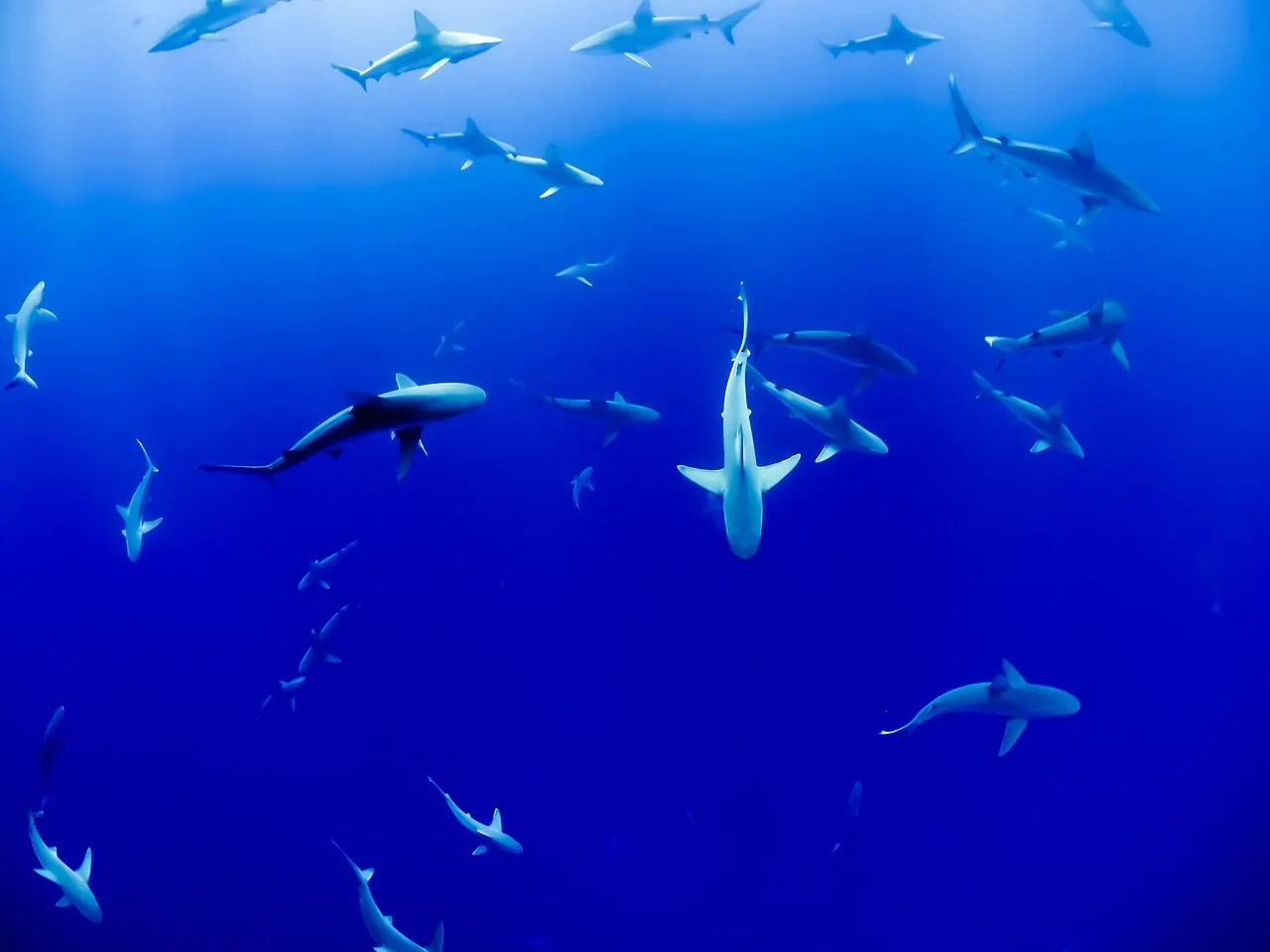 Stock photo: shark swimming ocean