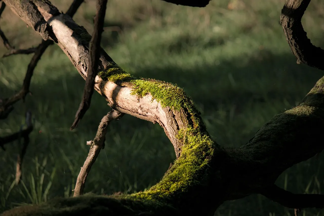 Stock photo: large crooked old tree in a field