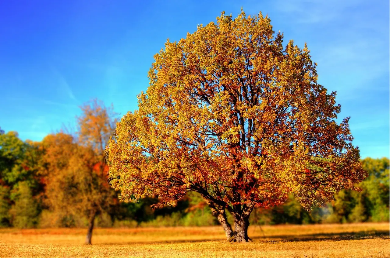 Stock photo: Sunny autumn day in a public park