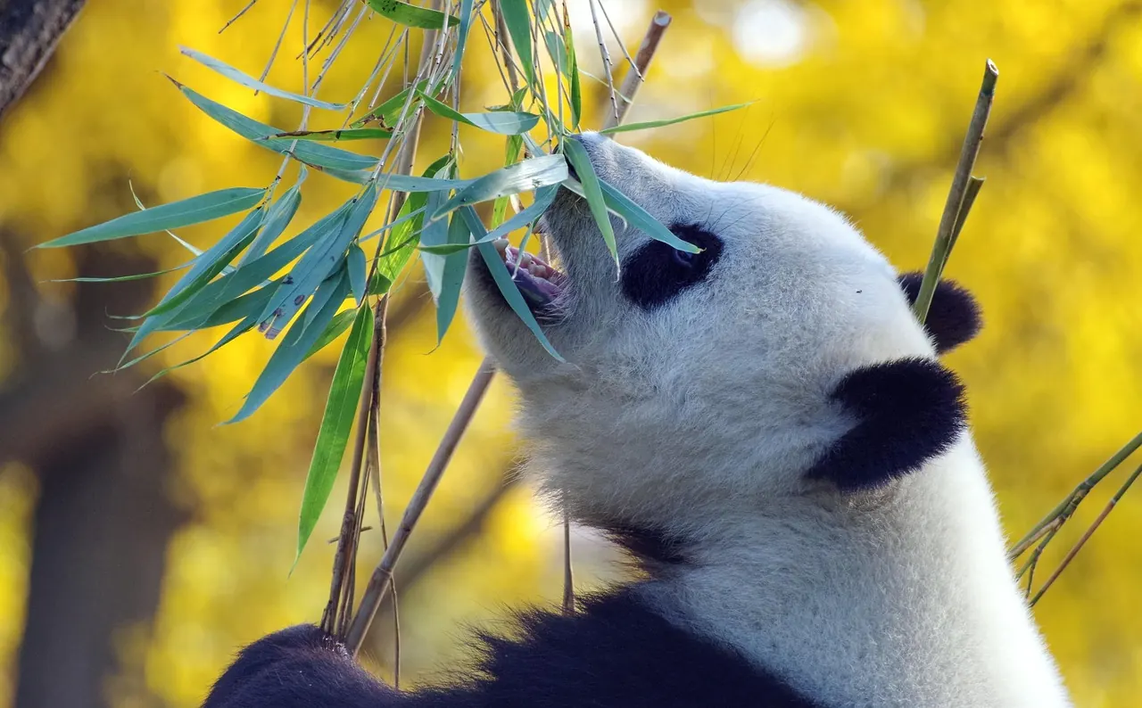 Stock photo: A giant panda sitting looking confused