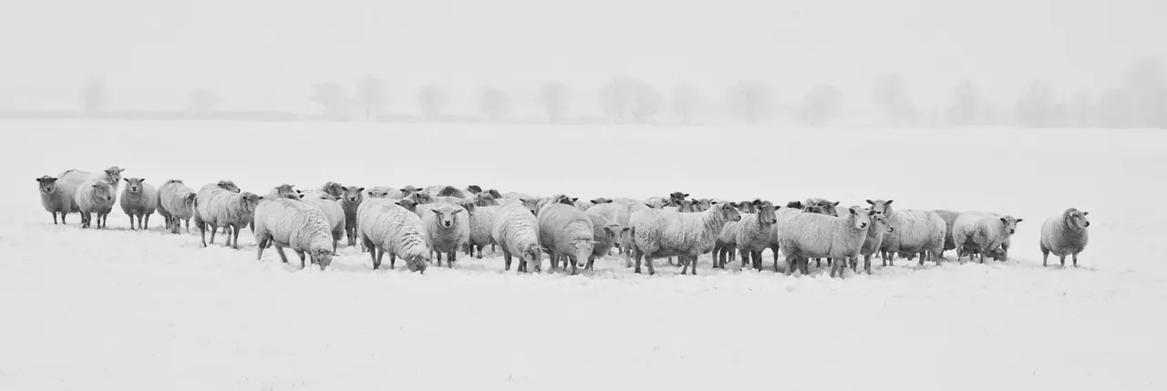 Stock photo: sheep standing together in a green field